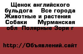 Щенок английского бульдога  - Все города Животные и растения » Собаки   . Мурманская обл.,Полярные Зори г.